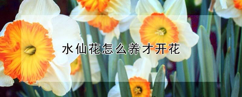 水仙花怎么养才开花（水仙花开过后怎么养）