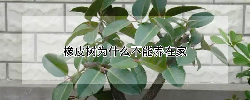 橡皮树为什么不能养在家（家里为什么不能养橡皮树）