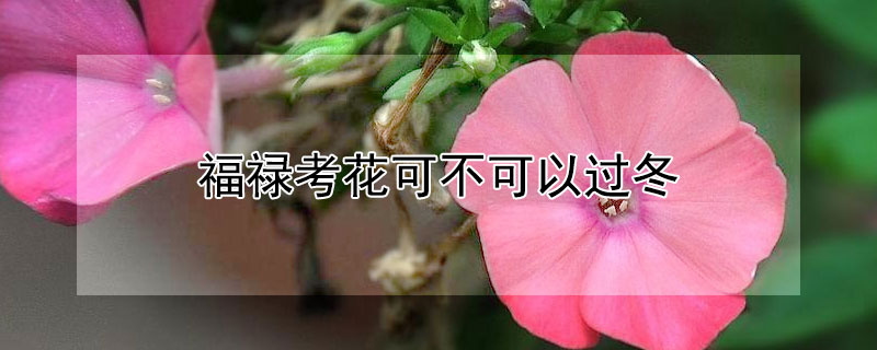 福禄考花可不可以过冬（福禄考花耐寒吗）