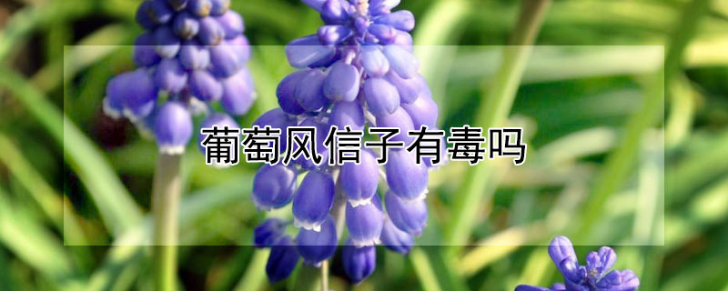葡萄风信子有毒吗（葡萄风信子的作用）