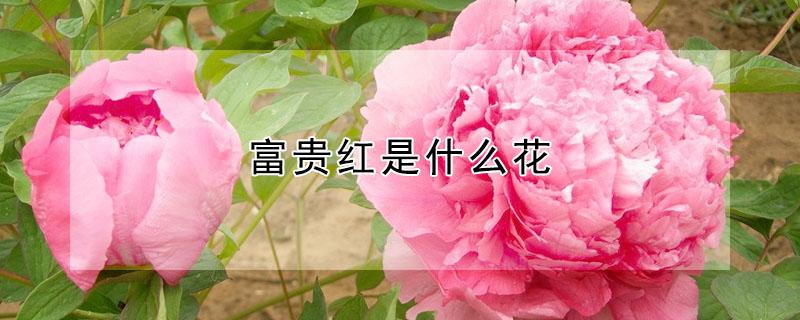 富贵红是什么花 红色富贵花