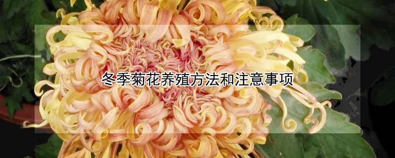 冬季菊花养殖方法和注意事项（菊花冬季怎么养殖方法）