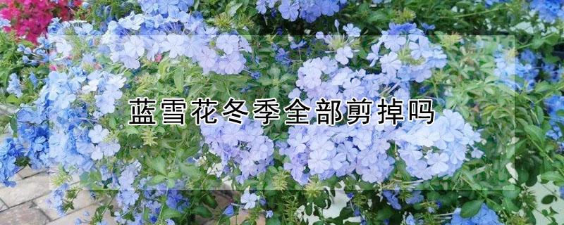 蓝雪花冬季全部剪掉吗（蓝雪花冬季把叶子剪光了）