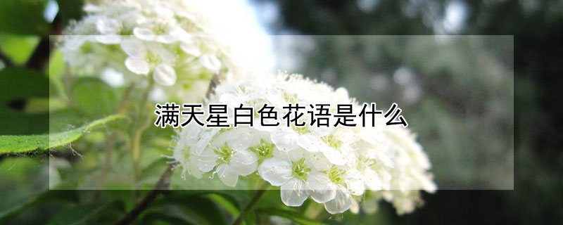 满天星白色花语是什么（满天星的白色花语）