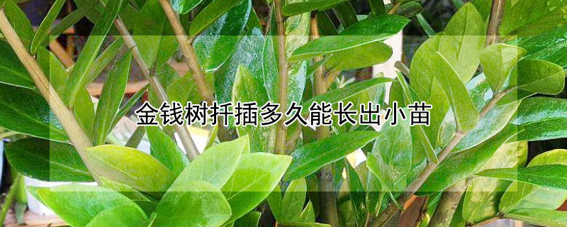 金钱树扦插多久能长出小苗（金钱树扦插多久可以活）