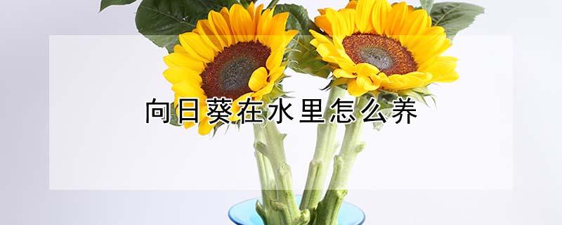 向日葵在水里怎么养（向日葵能养在水里吗）