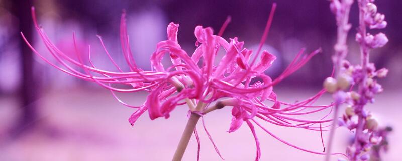 彼岸花花语是什么（彼岸花花语是什么意思 文字）