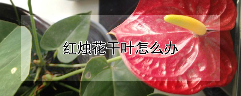 红烛花干叶怎么办 红烛花叶子老干枯怎么办