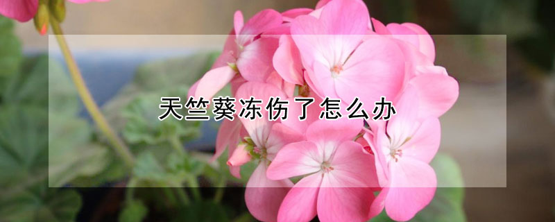 天竺葵冻伤了怎么办(天竺葵受冻了怎么办)
