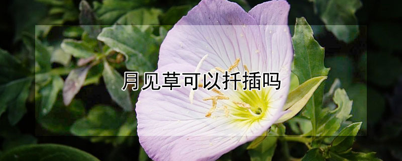 月见草可以扦插吗（月见草可以盆栽吗）