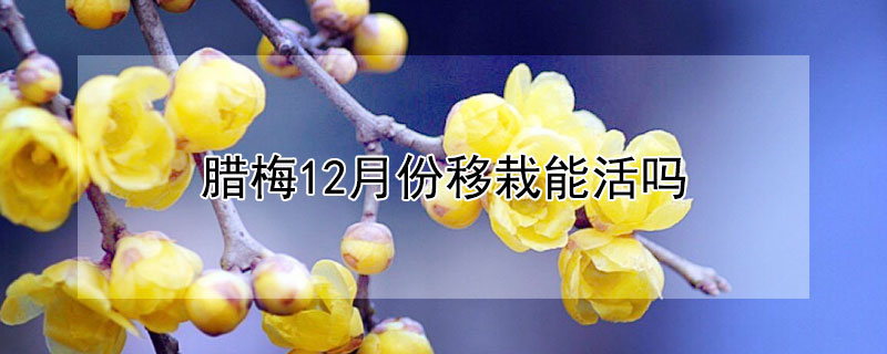腊梅12月份移栽能活吗（腊梅几月份移栽为好）