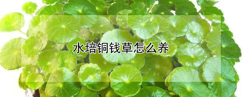 水培铜钱草怎么养 水培铜钱草怎么养比较茂盛
