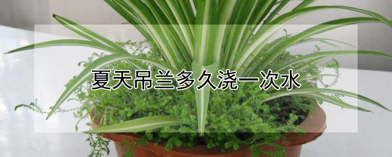 夏天吊兰多久浇一次水 夏季吊兰多久浇一次水