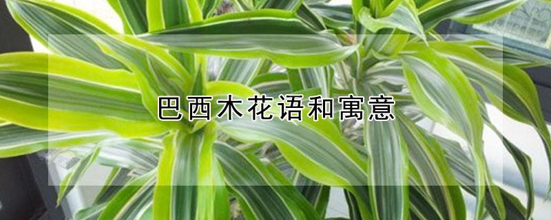 巴西木花语和寓意（巴西木有什么寓意含义）