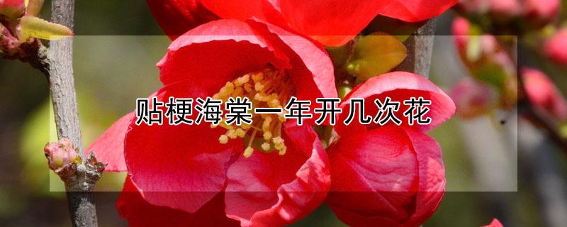 贴梗海棠一年开几次花 贴梗海棠开什么花