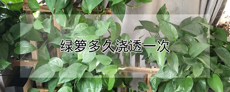 绿箩多久浇透一次（绿萝什么时候浇水最好）