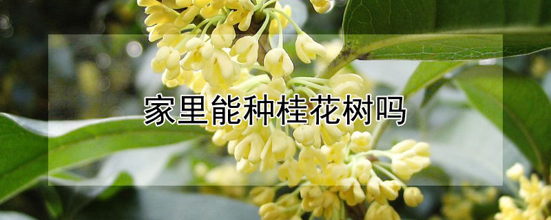 家里能种桂花树吗(家里可栽桂花树吗)
