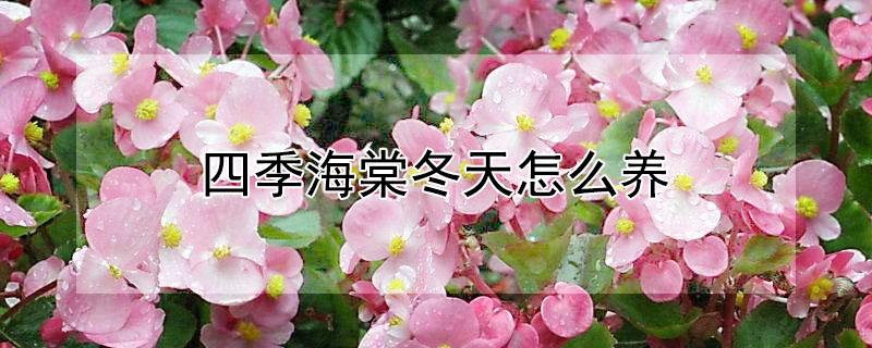 四季海棠冬天怎么养(四季海棠冬天怎么养护)