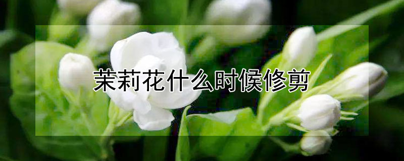 茉莉花什么时候修剪（茉莉花什么时候修剪好）