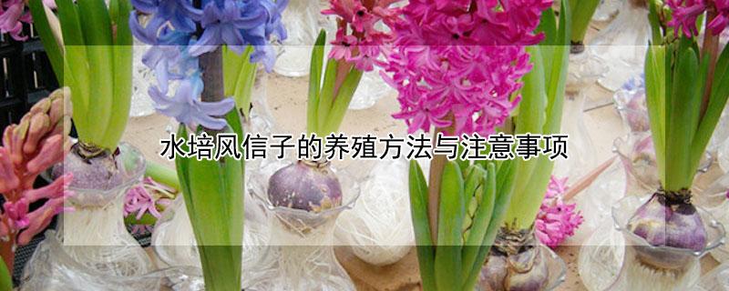 水培风信子的养殖方法与注意事项(水培风信子养殖方法和注意事项有哪些)