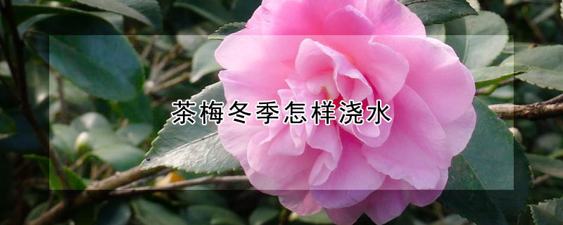 茶梅冬季怎样浇水（茶梅花冬季浇水怎么浇）