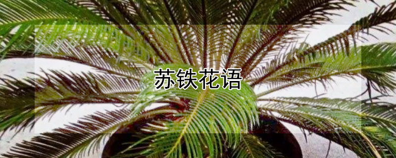 苏铁花语（苏铁的花语）