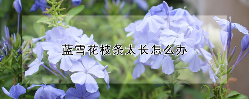 蓝雪花枝条太长怎么办（蓝雪花的枝条长不壮是怎么回事）