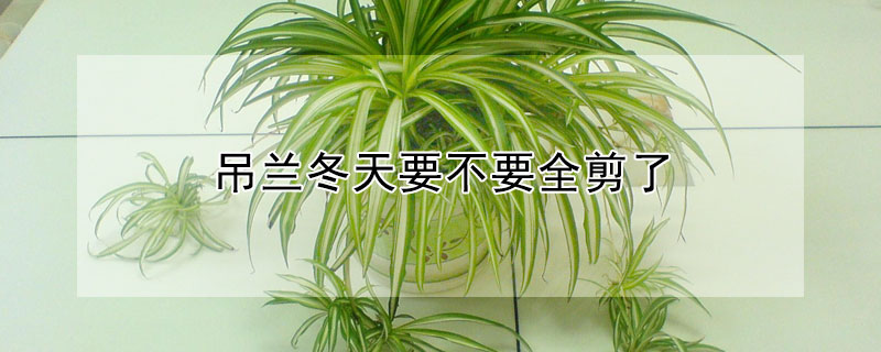 吊兰冬天要不要全剪了（吊兰冬天需要修剪吗）