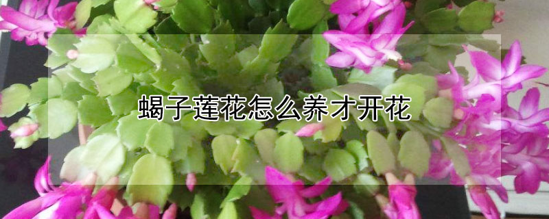 蝎子莲花怎么养才开花 蝎子莲出花苞后怎么养护