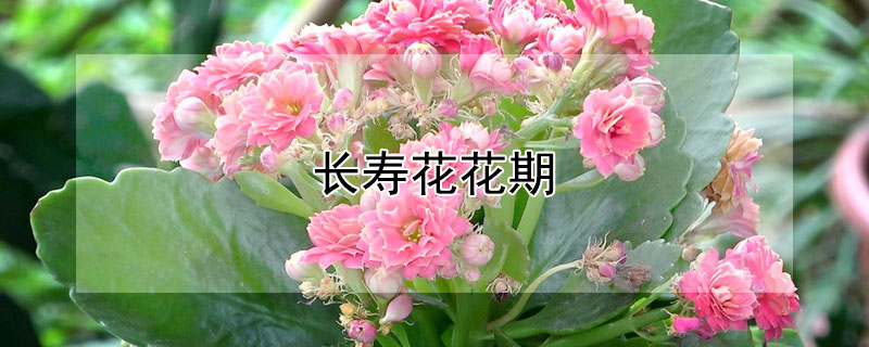 长寿花花期 长寿花花期过后怎么打理