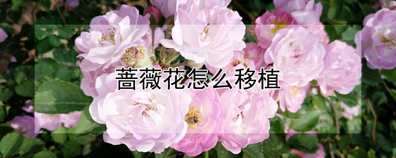 蔷薇花怎么移植（蔷薇花的移栽养殖方法）