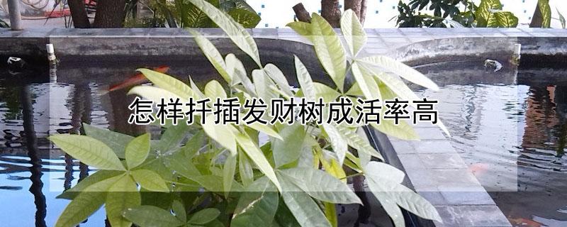 怎样扦插发财树成活率高 扦插发财树怎样才容易活