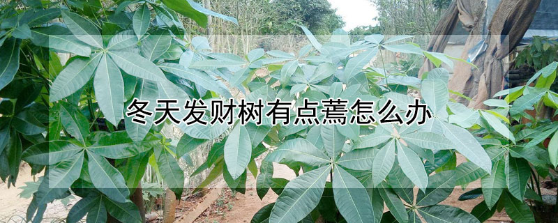 冬天发财树有点蔫怎么办 冬天发财树嫩枝蔫了怎么救活