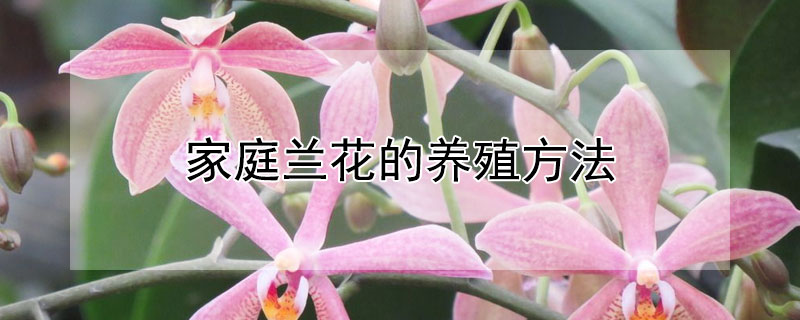 家庭兰花的养殖方法 各种兰花的养殖方法