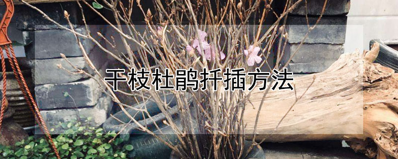 干枝杜鹃扦插方法（干枝杜鹃能扦插吗）