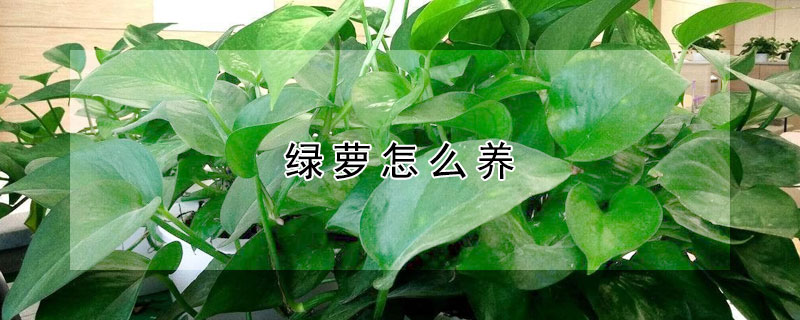 绿萝怎么养（绿萝怎么养才好）