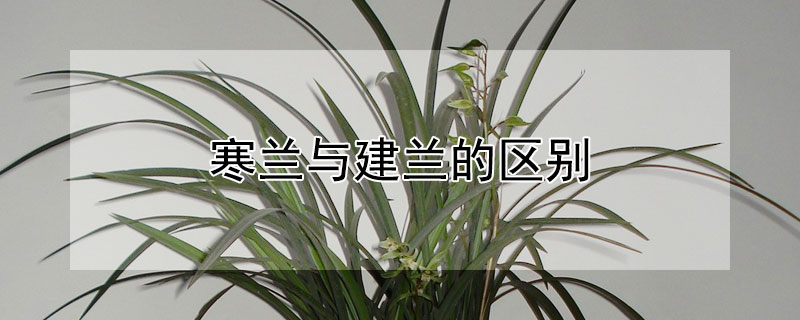 寒兰与建兰的区别(建兰和寒兰叶子特征)
