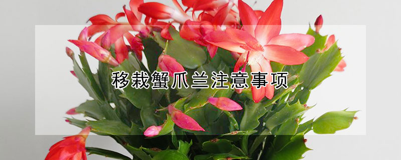 移栽蟹爪兰注意事项（刚移栽的蟹爪兰怎样养护）