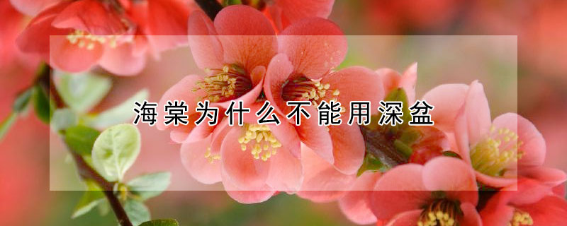 海棠为什么不能用深盆 垂丝海棠用深盆还是浅盆