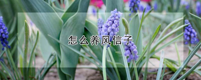 怎么养风信子 怎么养风信子花