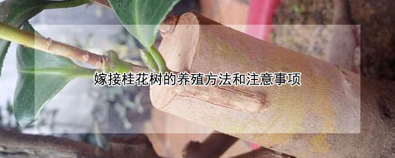 嫁接桂花树的养殖方法和注意事项（桂花怎么嫁接什么树可以嫁接）