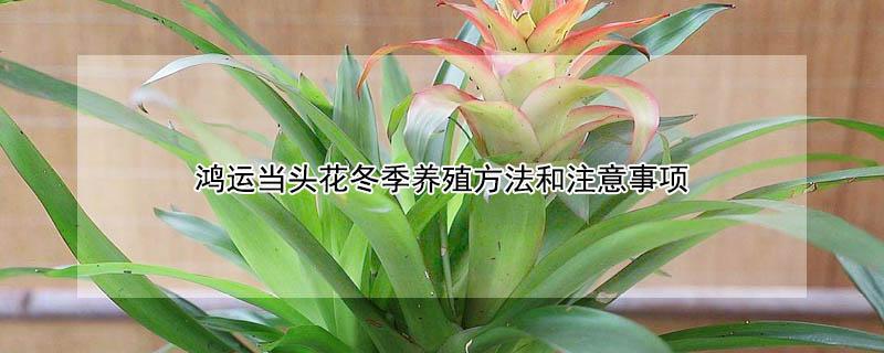 鸿运当头花冬季养殖方法和注意事项(冬季鸿运当头花怎么养)