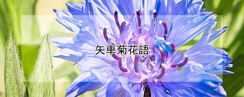 矢車菊花語（紫色矢车菊花语）