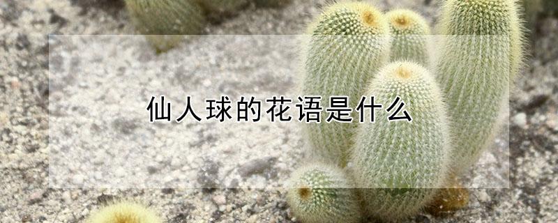 仙人球的花语是什么 仙人球的花语是什么适合给谁