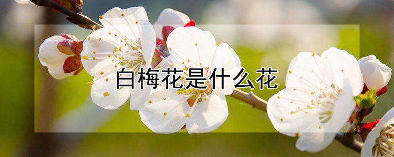 白梅花是什么花 白梅花是什么花?