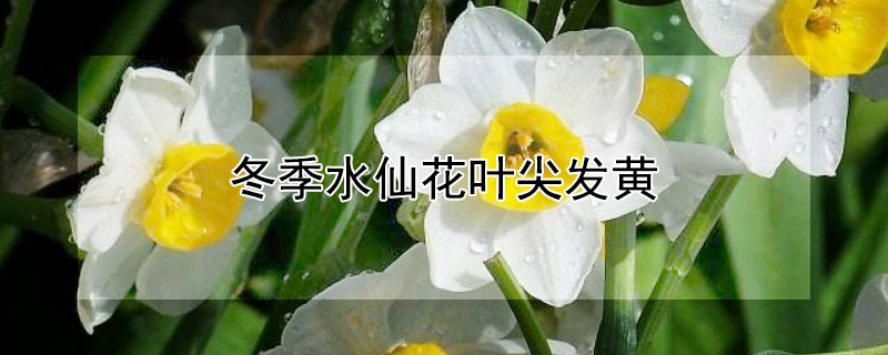 冬季水仙花叶尖发黄（冬季水仙的叶子尖黄了）