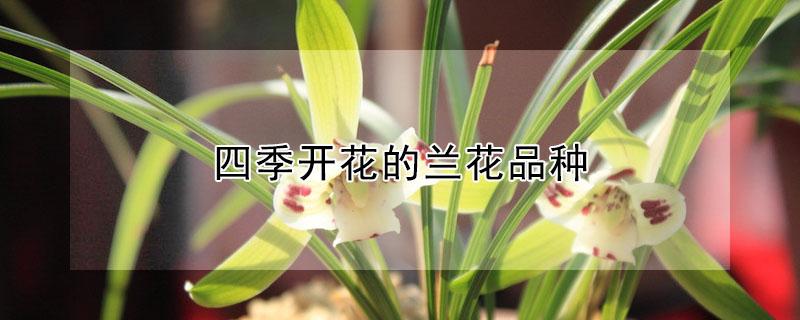 四季开花的兰花品种 四月开花的兰花是什么品种