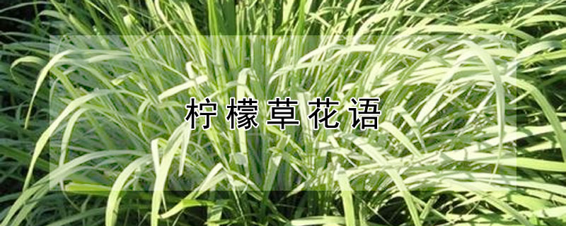 柠檬草花语（柠檬草花语怎么翻译）