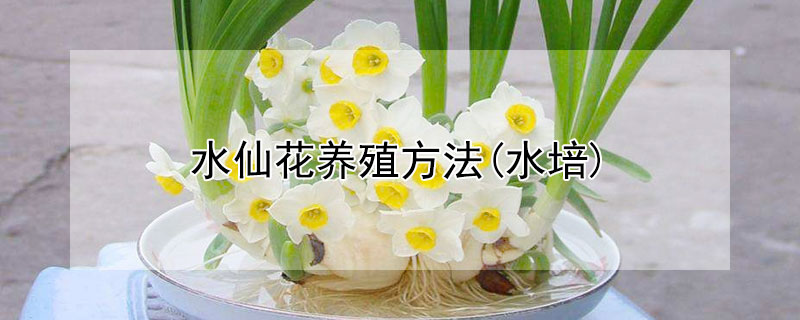 水仙花养殖方法（水仙花养殖方法(水培）