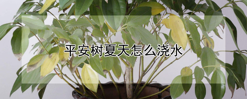 平安树夏天怎么浇水 平安树冬天浇什么水好